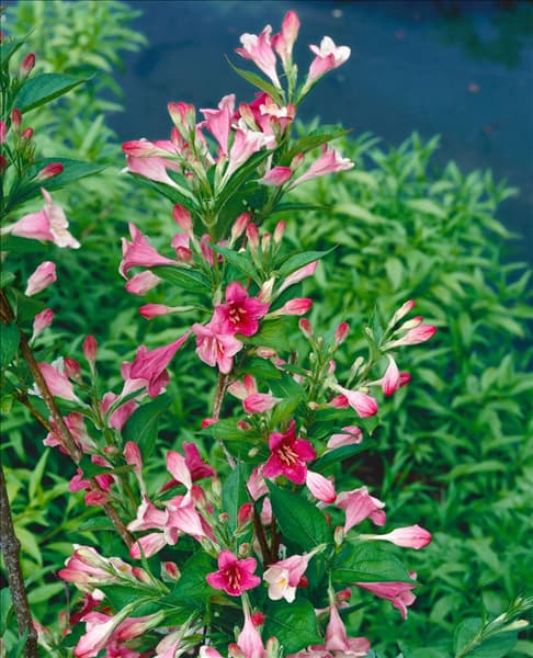Weigela florida Carnaval (Courtalour)
