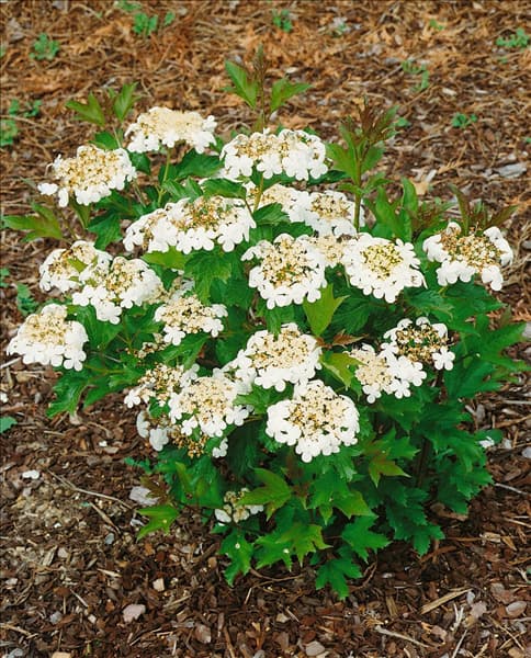 VIBURNUM OPULUS COMPACTUM