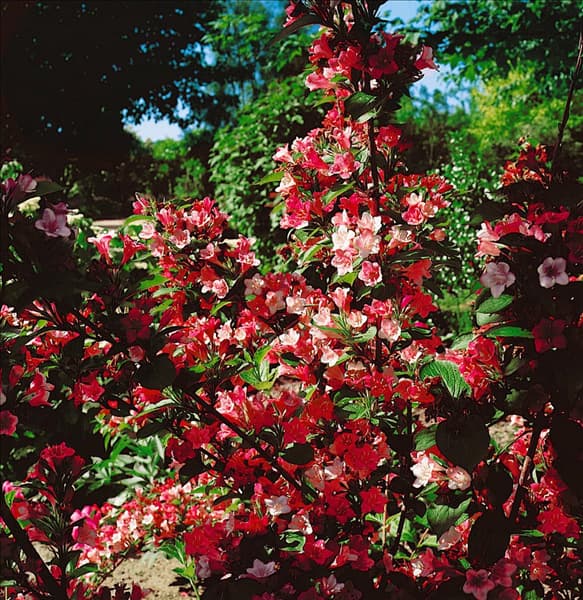 Weigela florida Carnaval (Courtalour)