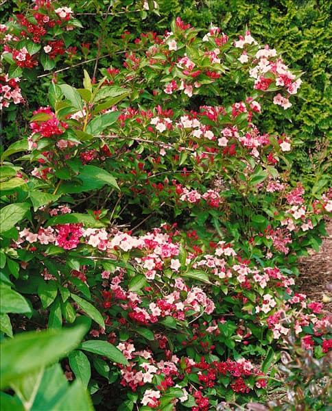 Weigela florida Carnaval (Courtalour)