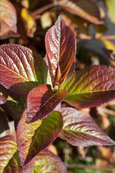 Weigela florida Carnaval (Courtalour)