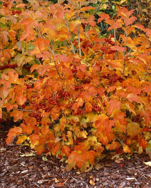 VIBURNUM OPULUS COMPACTUM