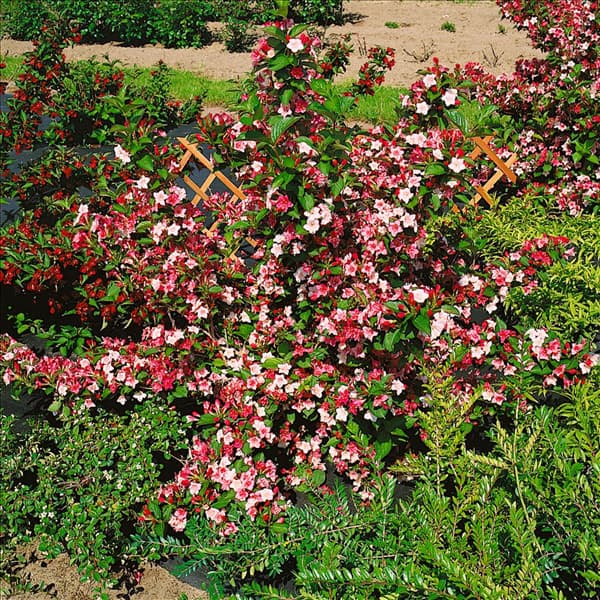 Weigela florida Carnaval (Courtalour)