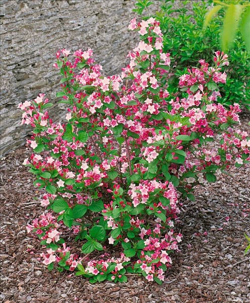Weigela florida Carnaval (Courtalour)