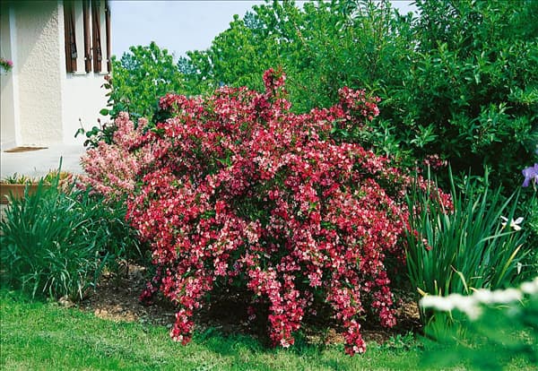 Weigela florida Carnaval (Courtalour)