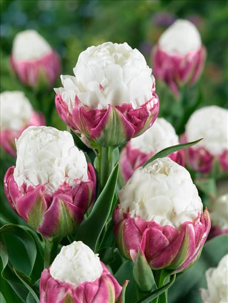 Tulipa Double Late Ice Cream