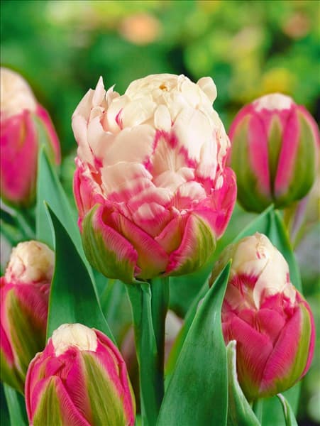 Tulipa Double Late Ice Cream