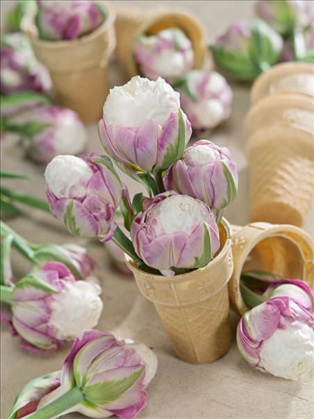 Tulipa Double Late Ice Cream