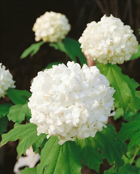 Viburnum opulus Roseum