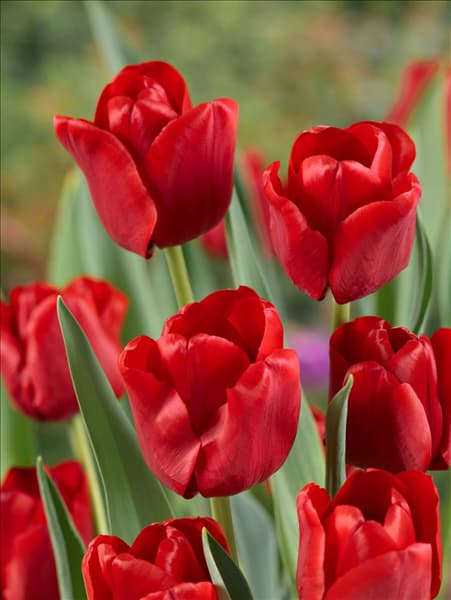 Tulipa Triumph Ile de France