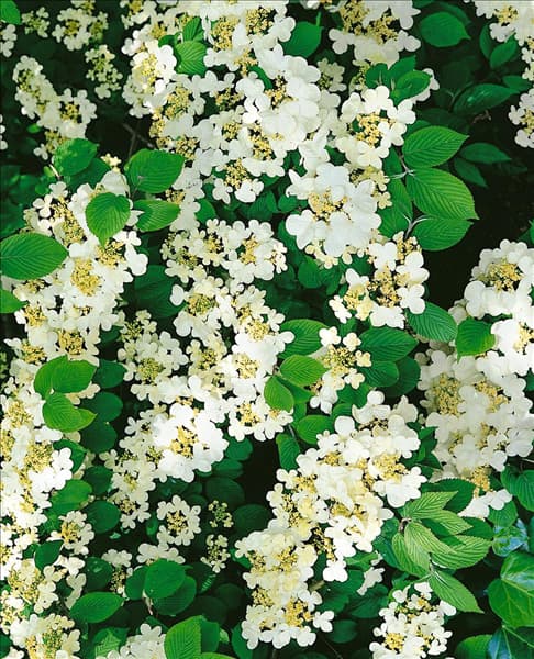 Viburnum plicatum