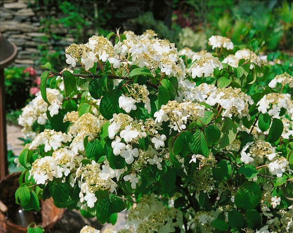 Viburnum plicatum
