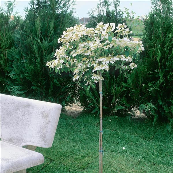 Viburnum plicatum Watanabe