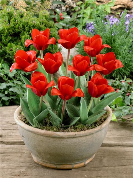 Tulipa kaufmanniana Showwinner in pot