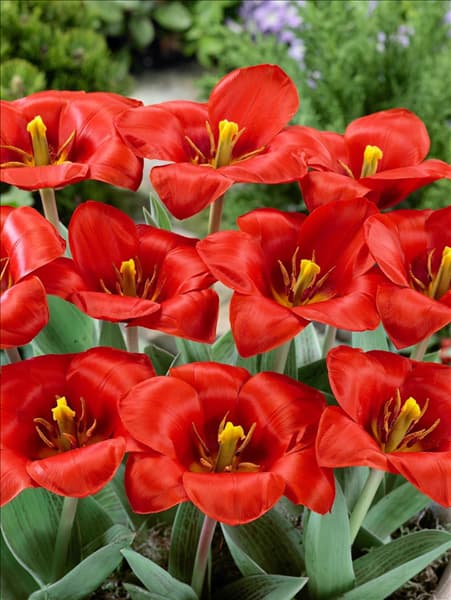 Tulipa kaufmanniana Showwinner