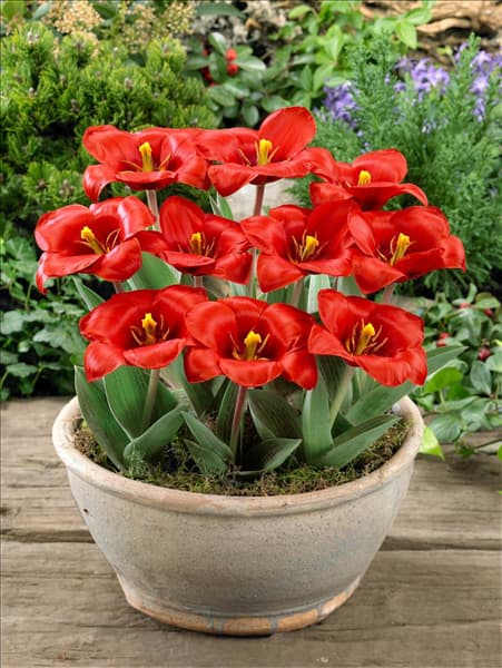 Tulipa kaufmanniana Showwinner in pot