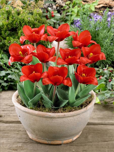 Tulipa kaufmanniana Showwinner in pot