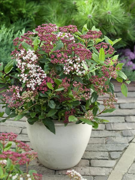 Viburnum tinus Gwenllian im Topf