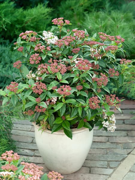 Viburnum tinus Eve Price im Topf