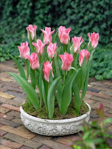 Tulipa Triumph Miss Elegance im Topf