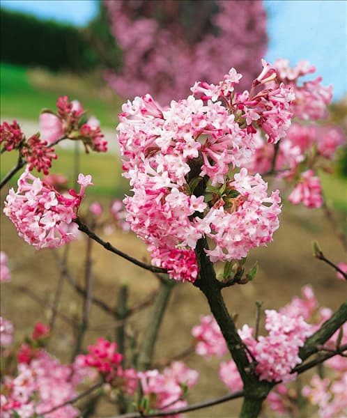 Viburnum x bodnantense Charles Lamont