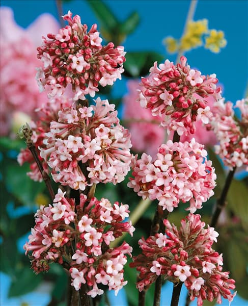 VIBURNUM X BODNANTENSE CHARLES LAMONT