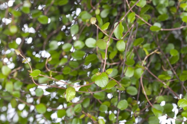 Muehlenbeckia complexa