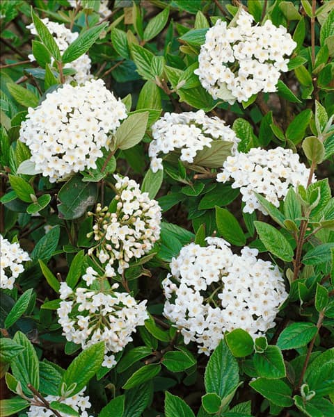 VIBURNUM X BURKWOODI ANNE RUSSEL