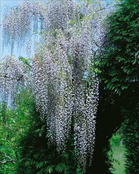 Wisteria floribunda Multijuga