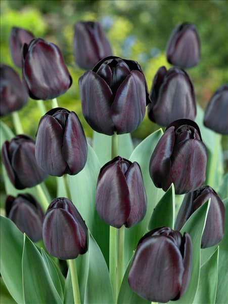 Tulipa Single Late Queen of Night