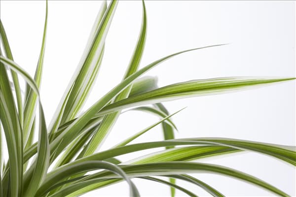 Chlorophytum comosum