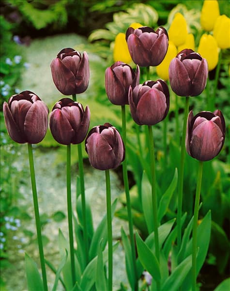 Tulipa Single Late Queen of Night