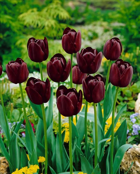Tulipa Single Late Queen of Night