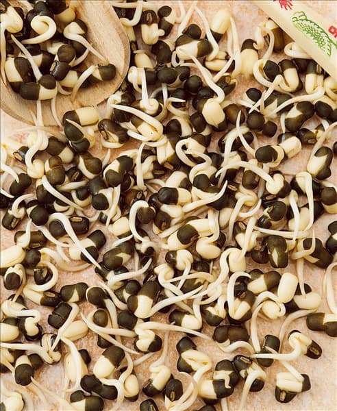 Mungbohne Black / Vigna radiata