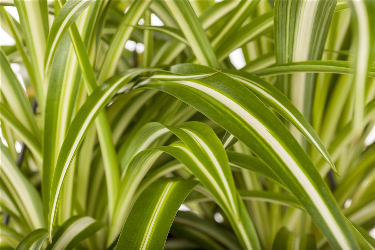 Chlorophytum comosum 'Variegatum'