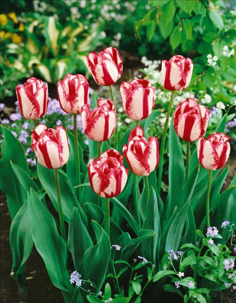 Tulipa - Rembrandt (RT) Union Jack