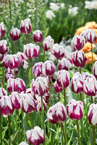 Tulipa Triumph Rembrandts Favourite