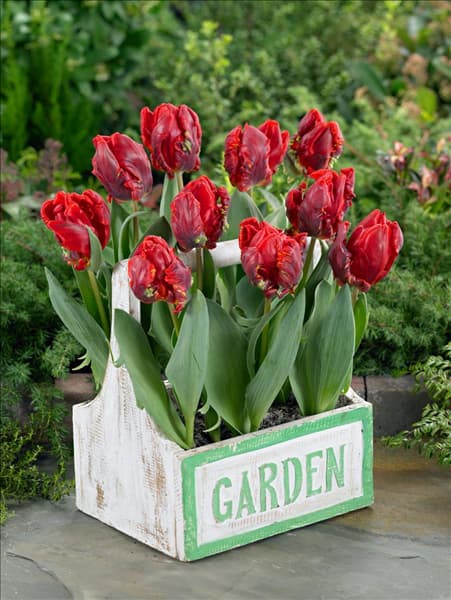 Tulipa Parrot Rococo im Holzkiste