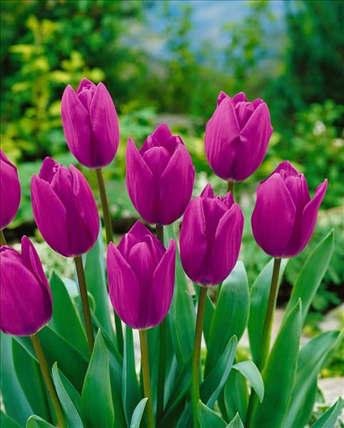 Triumph Tulpe (TT) BLUE CHAMPION