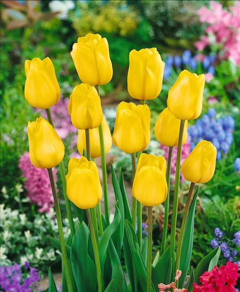 Triumph Tulpe (TT) Jan van Nes