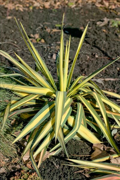 Yucca filamentosa Color Guard