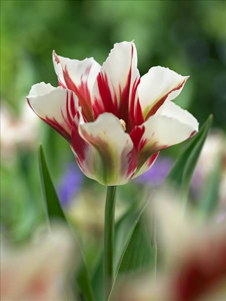 Tulipa viridiflora Flaming Springgreen