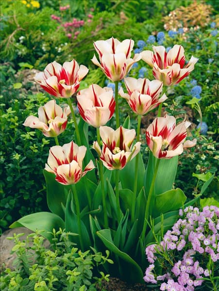 Tulipa viridiflora Flaming Springgreen