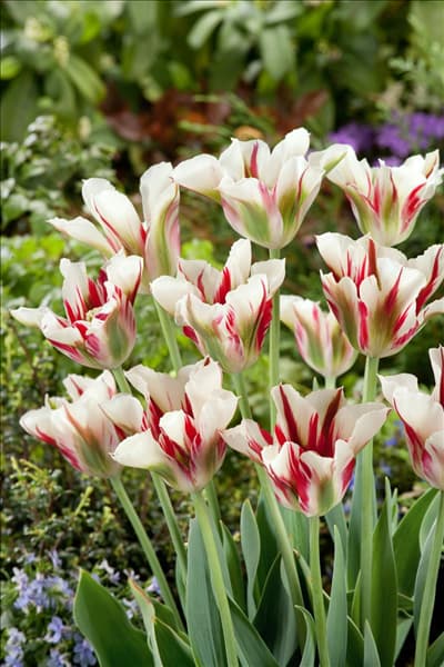 Tulipa viridiflora Flaming Springgreen