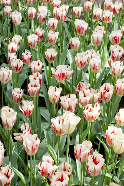 Tulipa viridiflora Flaming Springgreen