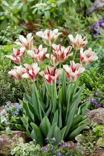 Tulipa viridiflora Flaming Springgreen