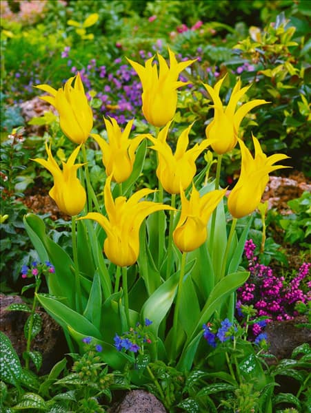 Tulipa Lily Flowered West Point