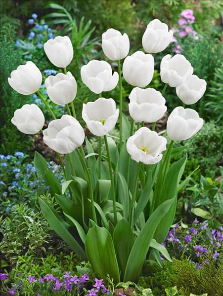 Tulipa Triumph White Dream