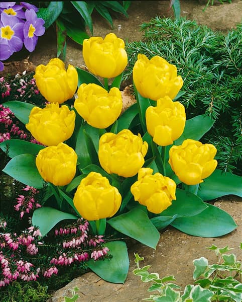 Tulipa Double Early Yellow Baby