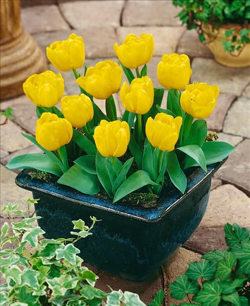 Tulipa Double Early Yellow Baby im Topf